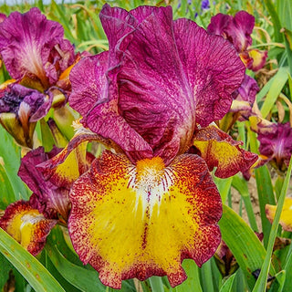Red Hot Chili Reblooming Bearded Iris Seeds